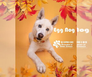 EGG NOG - Male Siberian Husky Dog for Adoption - Photo #2