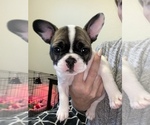 Small Photo #2 French Bulldog Puppy For Sale in VISALIA, CA, USA