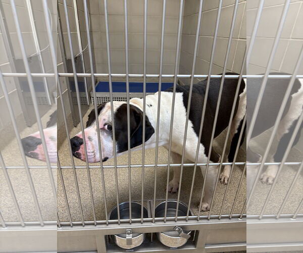 Medium Photo #2 American Pit Bull Terrier-Unknown Mix Puppy For Sale in Virginia Beach, VA, USA