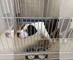 Small #1 American Pit Bull Terrier Mix
