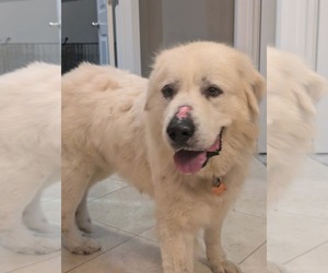 Great Pyrenees Dogs for adoption in Croydon, NH, USA