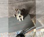 Small #6 Mutt