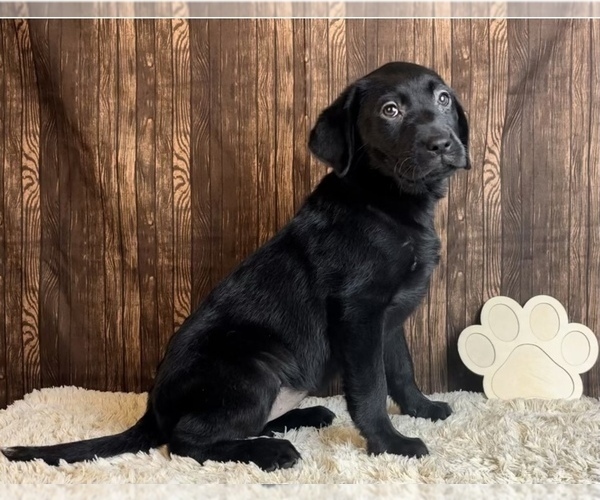 Medium Photo #7 Labrador Retriever Puppy For Sale in FRANKLIN, IN, USA