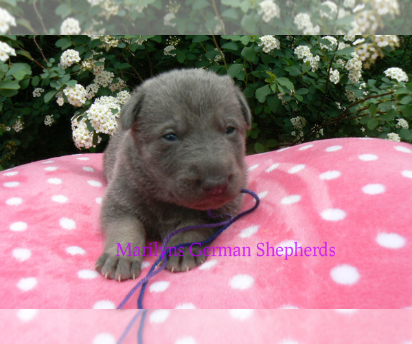 Medium Photo #4 German Shepherd Dog Puppy For Sale in PIEDMONT, MO, USA
