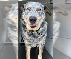 Texas Heeler-Unknown Mix Dogs for adoption in Bakersfield, CA, USA