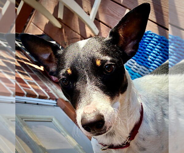 Medium Photo #1 Rat Terrier-Unknown Mix Puppy For Sale in Atlanta, GA, USA