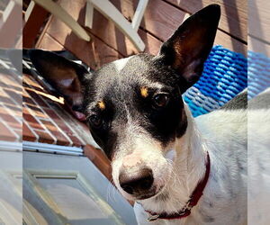 Rat Terrier-Unknown Mix Dogs for adoption in Atlanta, GA, USA