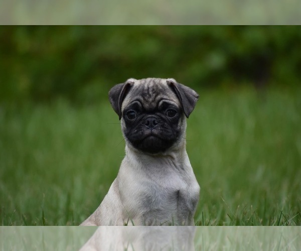 Medium Photo #4 Pug Puppy For Sale in PALM COAST, FL, USA