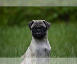 Small Photo #4 Pug Puppy For Sale in PALM COAST, FL, USA