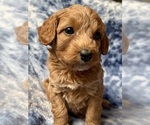 Puppy 5 Cavapoo