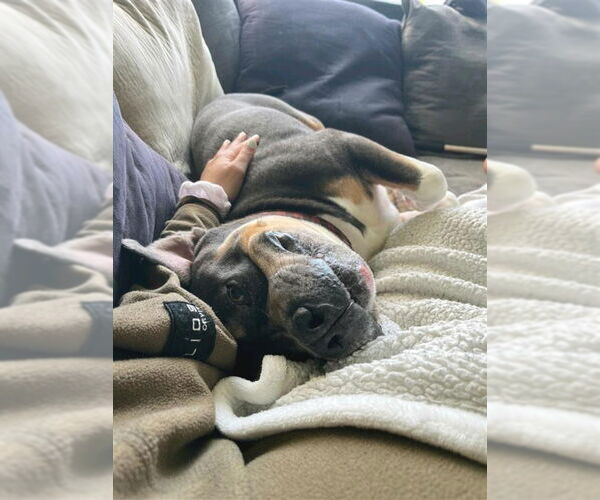 Medium Photo #3 American Staffordshire Terrier-Unknown Mix Puppy For Sale in Lake Forest, CA, USA