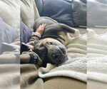 Small #2 American Staffordshire Terrier Mix