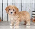 Small Photo #1 Cavapoo Puppy For Sale in MOUNT VERNON, OH, USA