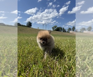 Pomeranian Puppy for sale in ROGERSVILLE, MO, USA