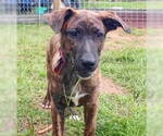 Small #2 Catahoula Leopard Dog-Labrador Retriever Mix
