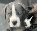 Puppy 7 Cane Corso
