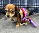 Puppy 6 Beagle-Chihuahua Mix