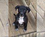 Small #5 American Pit Bull Terrier-Black Mouth Cur Mix