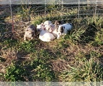 Small Photo #24 French Bulldog Puppy For Sale in BONE CAVE, TN, USA