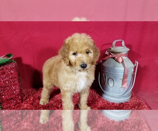 Medium Photo #6 Poodle (Standard) Puppy For Sale in COLORADO SPRINGS, CO, USA
