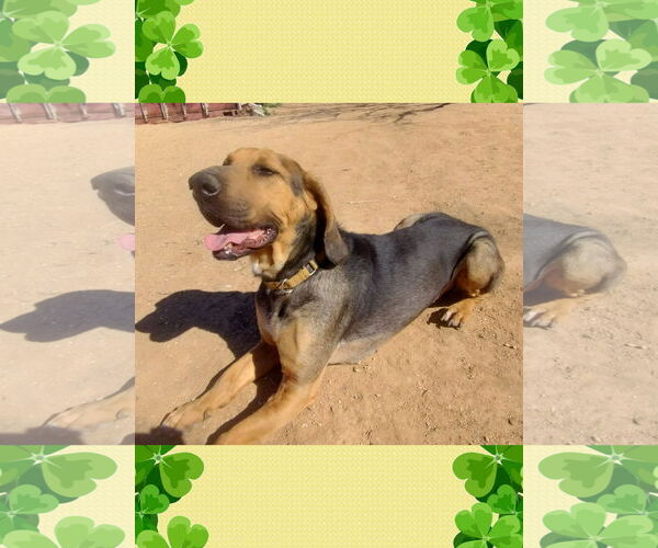 Medium Photo #3 Beagle Puppy For Sale in Apple Valley, CA, USA