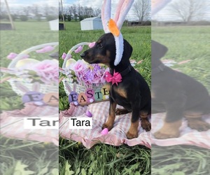 Doberman Pinscher Puppy for sale in POMEROY, OH, USA