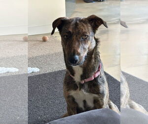 Mountain Cur-Unknown Mix Dogs for adoption in New London, WI, USA