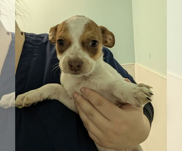 Medium Photo #1 Mutt Puppy For Sale in Chico, CA, USA