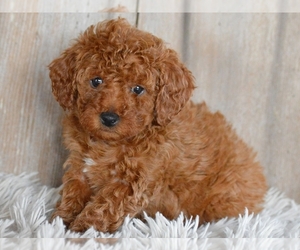 Poodle (Miniature) Puppy for sale in PROVIDENCE, RI, USA