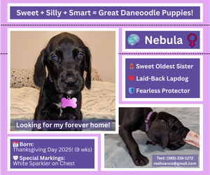 Medium Great Dane-Poodle (Standard) Mix