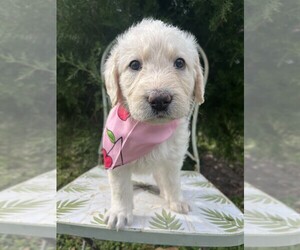 Labradoodle Puppy for sale in PEMBROKE, GA, USA