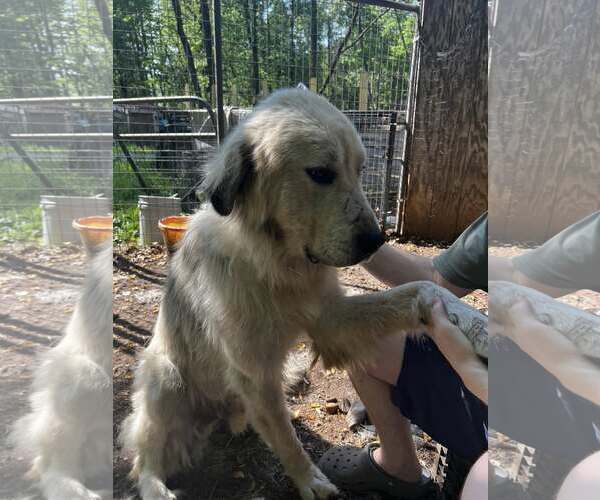 Medium Photo #2 Great Pyrenees Puppy For Sale in Uwchlan, PA, USA