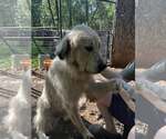 Small #1 Great Pyrenees