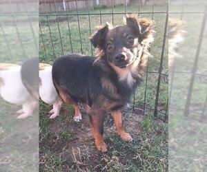 Chihuahua-Unknown Mix Dogs for adoption in Woodland, CA, USA