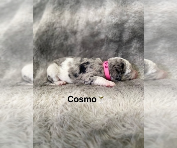 Medium Photo #1 Labradoodle Puppy For Sale in WILTON, CA, USA