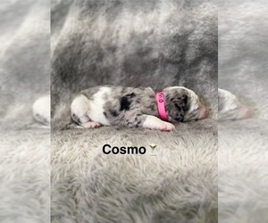 Labradoodle Puppy for sale in WILTON, CA, USA