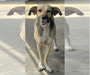 Labrador Retriever-Unknown Mix Dogs for adoption in Virginia Beach, VA, USA