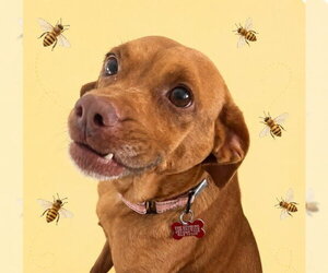 Chihuahua-Unknown Mix Dogs for adoption in Springdale, PA, USA