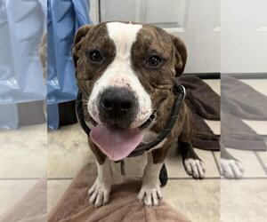 Raja - Male Mutt Dog for Adoption - Photo #4