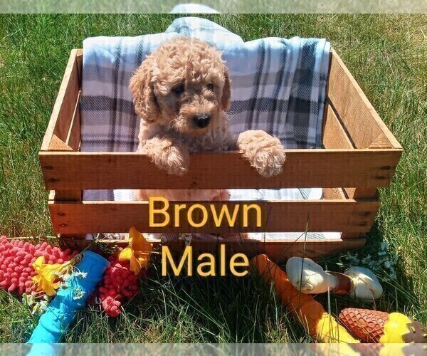 Medium Photo #2 Goldendoodle-Poodle (Miniature) Mix Puppy For Sale in NORTH LIBERTY, IN, USA
