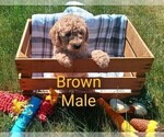 Small #1 Goldendoodle-Poodle (Miniature) Mix