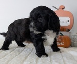 Small #3 ShihPoo