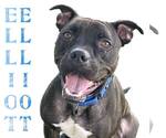 Small #18 American Pit Bull Terrier Mix
