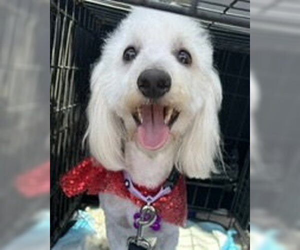 Medium Photo #4 Maltipoo (Miniature) Puppy For Sale in Corona, CA, USA