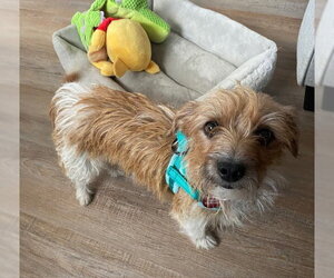 **LUNA** - Female Mutt Dog for Adoption
