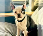Small #1 Boston Terrier