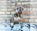 Small #13 French Bulldog