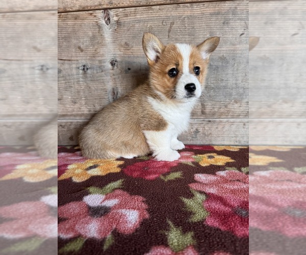 Medium Photo #13 Pembroke Welsh Corgi Puppy For Sale in VERMONTVILLE, MI, USA