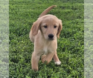 Golden Retriever Puppy for sale in RIGA, MI, USA
