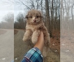 Small Photo #1 Aussiedoodle Miniature -Poodle (Toy) Mix Puppy For Sale in MCMINNVILLE, TN, USA
